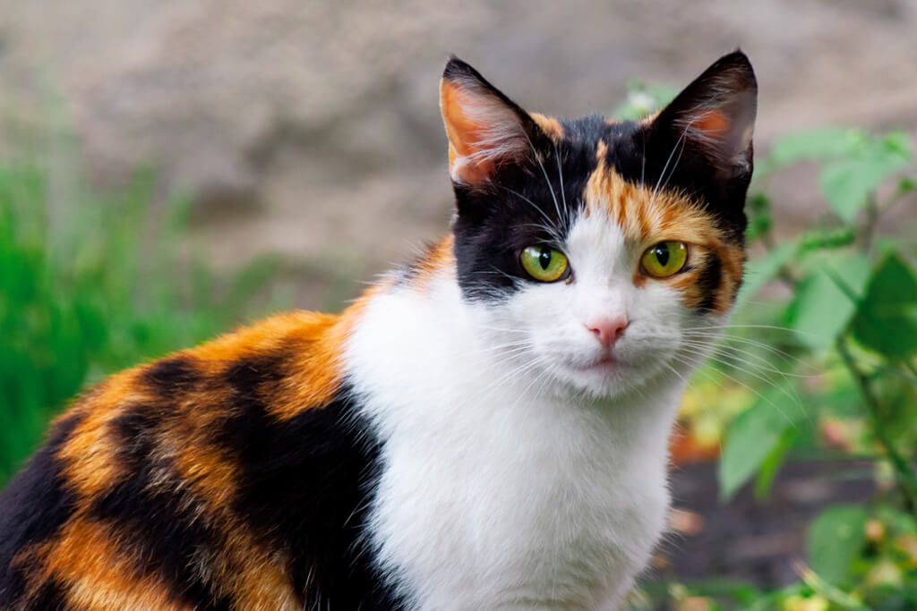 Calico Cat Breed History