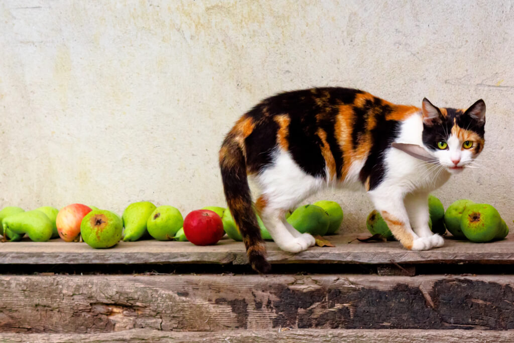 Calico Cat Health Problems