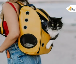 Cat Backpack Ideas