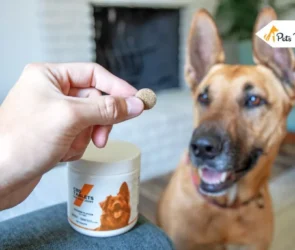 Gabapentin for Dogs