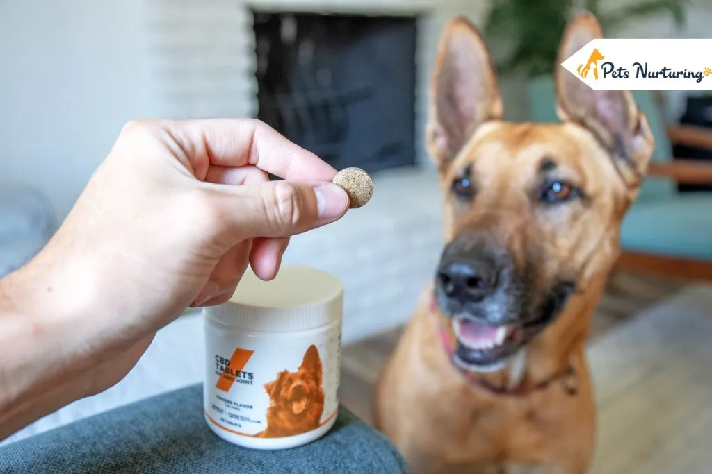 Gabapentin for Dogs