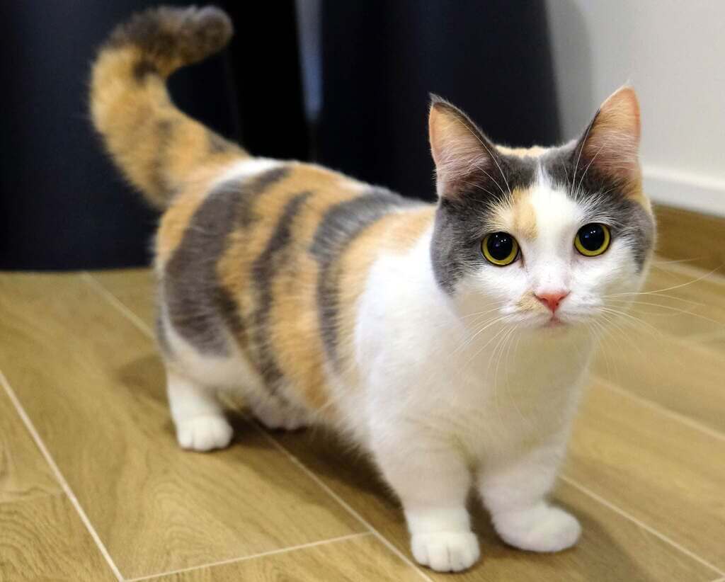 History of Munchkin cat