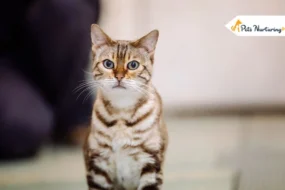 Hypoallergenic Cats