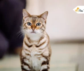 Hypoallergenic Cats
