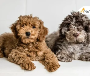 Mini Goldendoodle