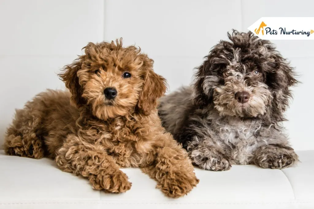 Mini Goldendoodle