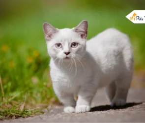 Munchkin Cat