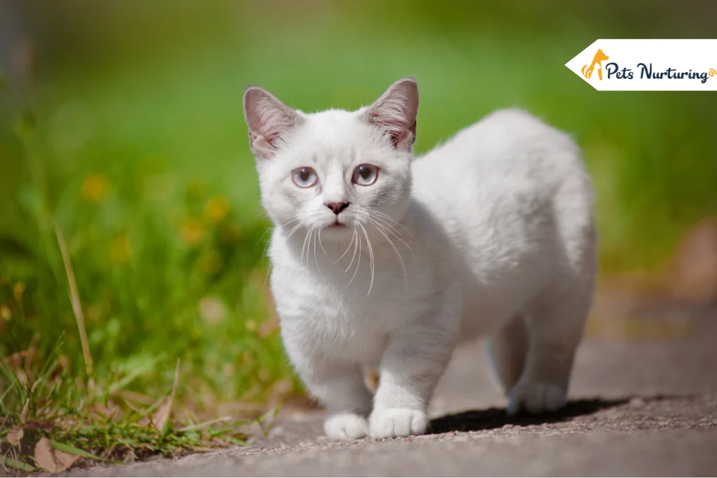 Munchkin Cat