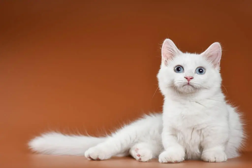 Munchkin Cat