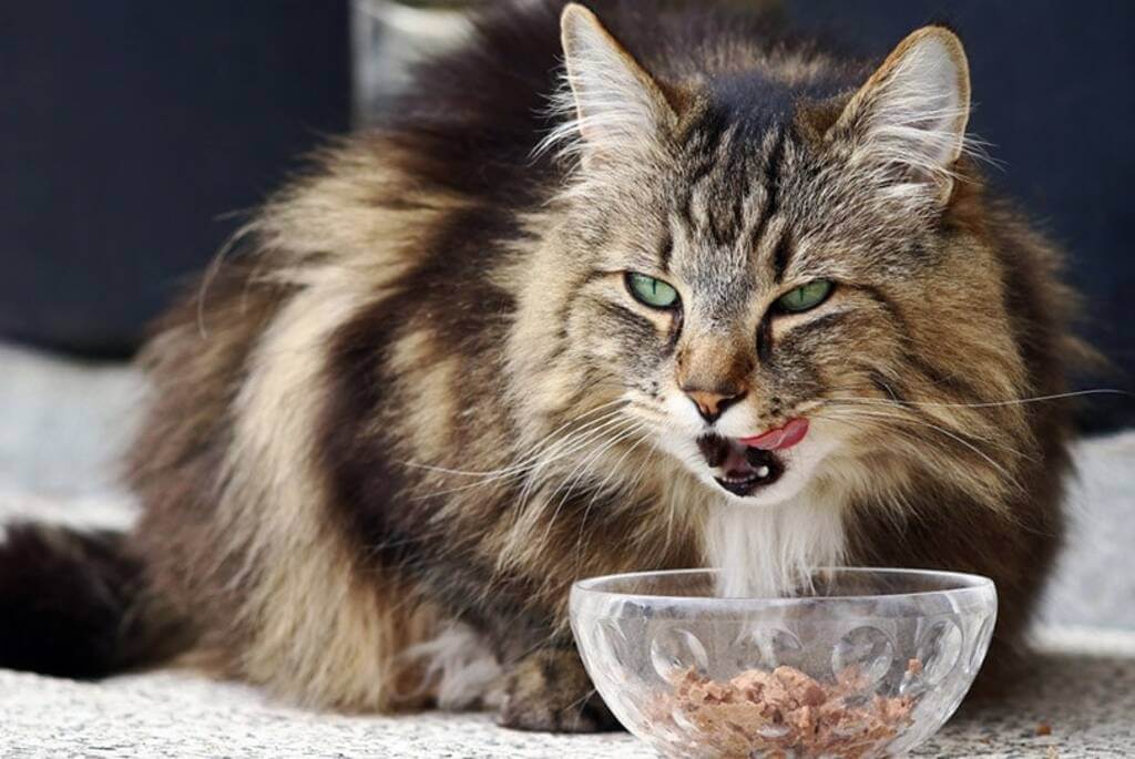 Norwegian Forest Cat diet and nutrition