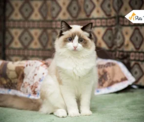 Ragdoll Cat Breed