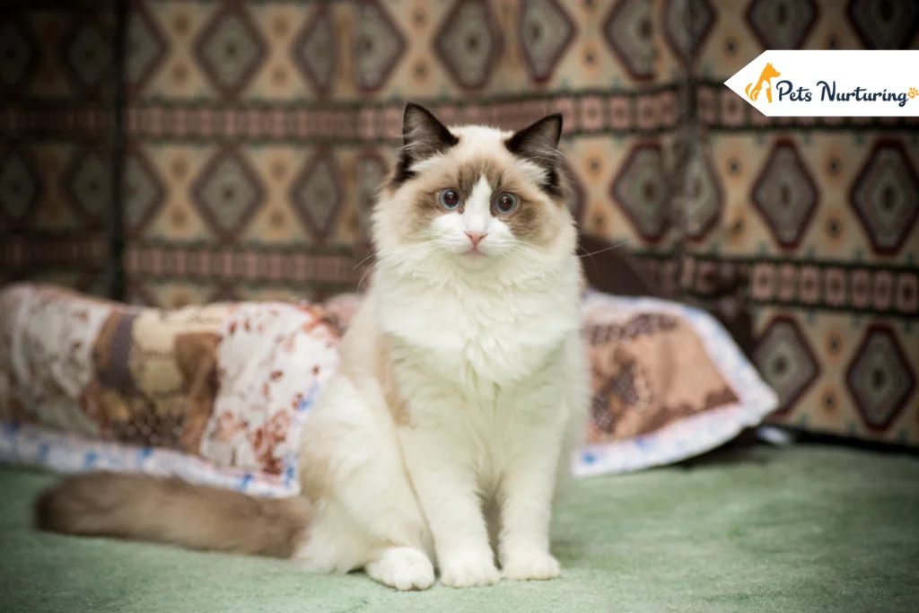 Ragdoll Cat Breed
