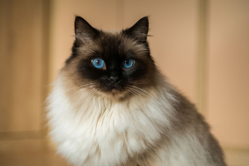 Ragdoll Cat Breed Appearance