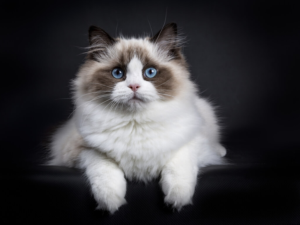 Ragdoll Cat Breed History