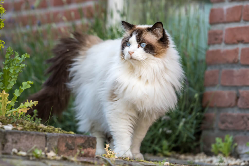 Ragdoll Cat