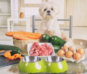 Raw Vs. Cooked Dog Food