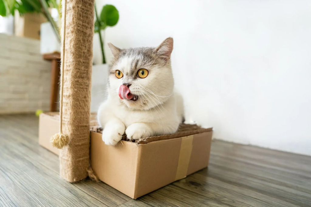 Temperament of munchkin cat