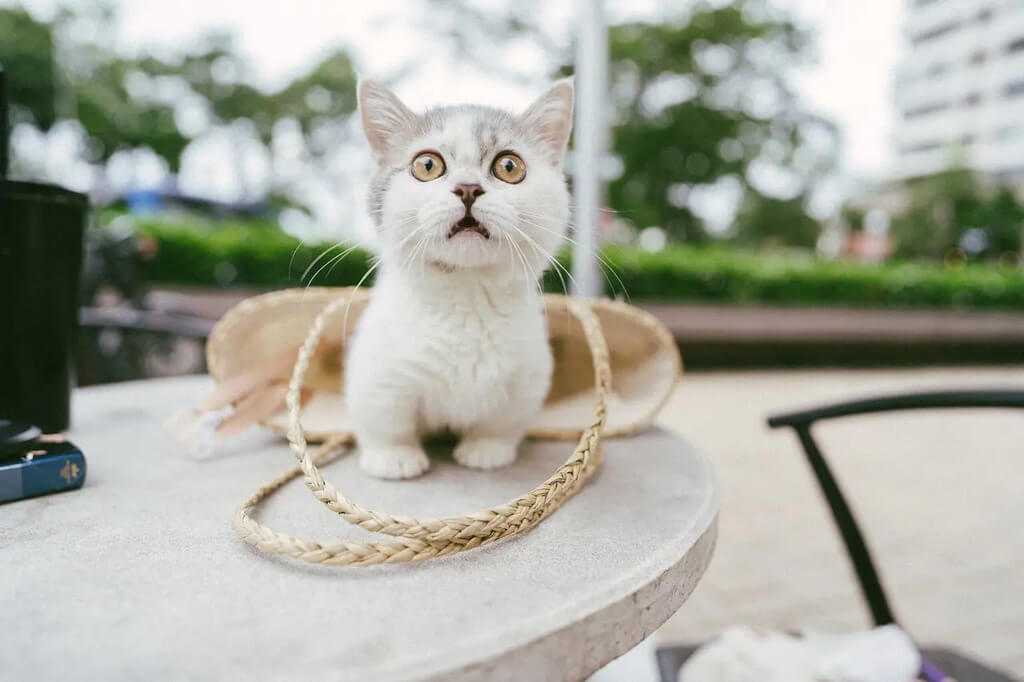 care of munchkin cat