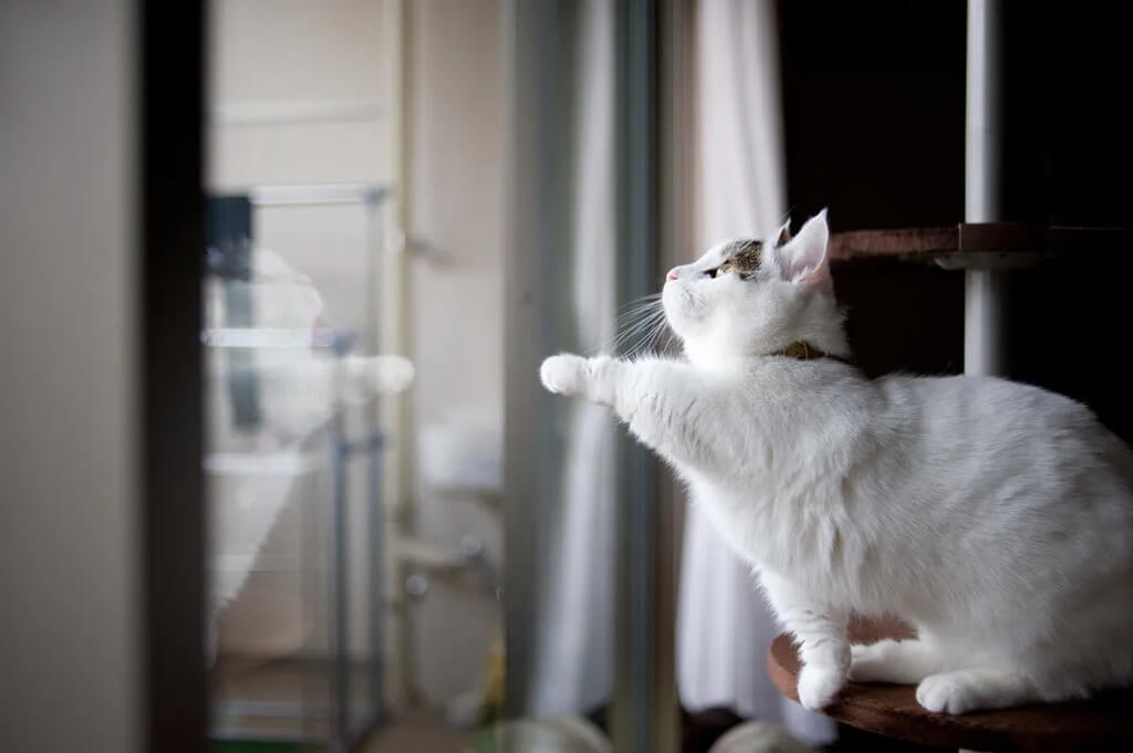 Diet and nutrition of munchkin cat