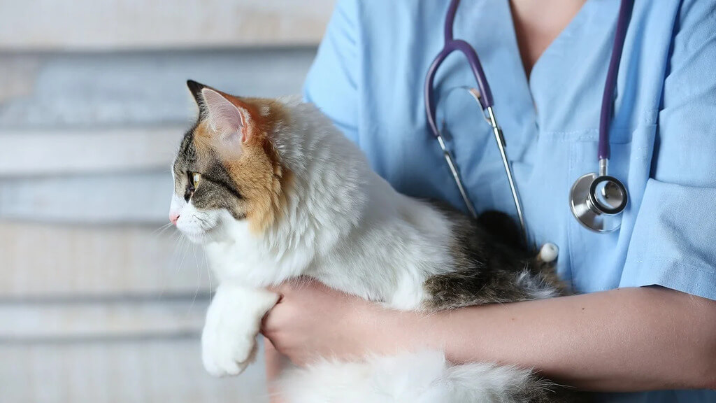Health problems in munchkin cat