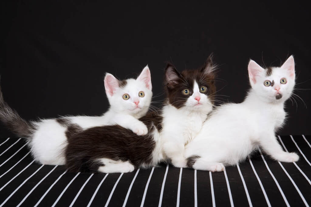 Lifespan of munchkin cat