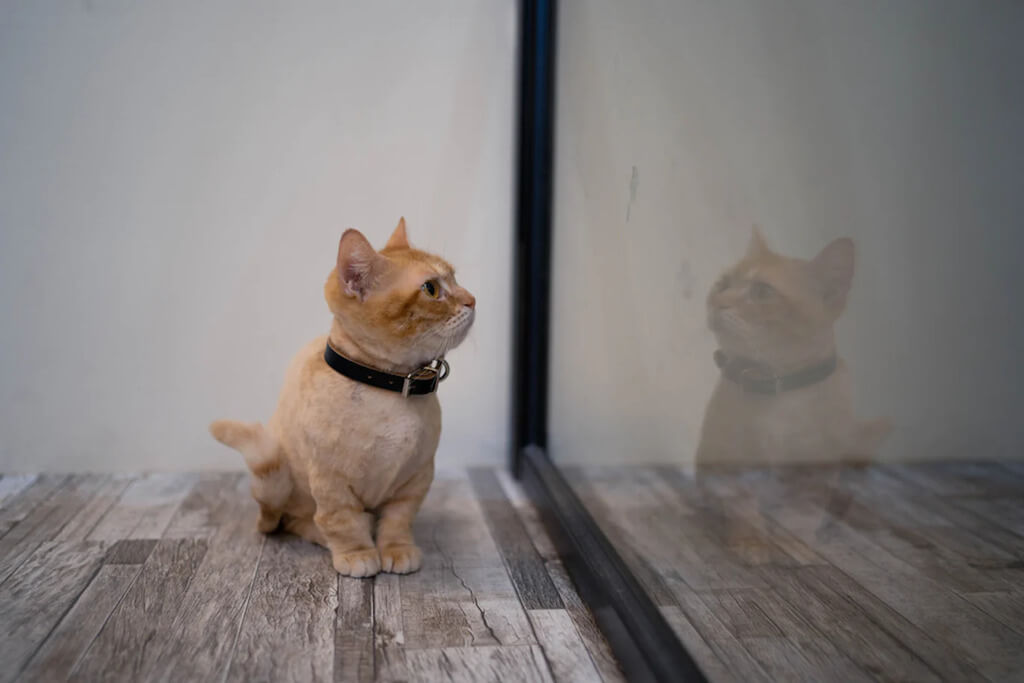 size of munchkin cat