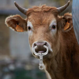 2. Stainless Steel Cow Nose Rings