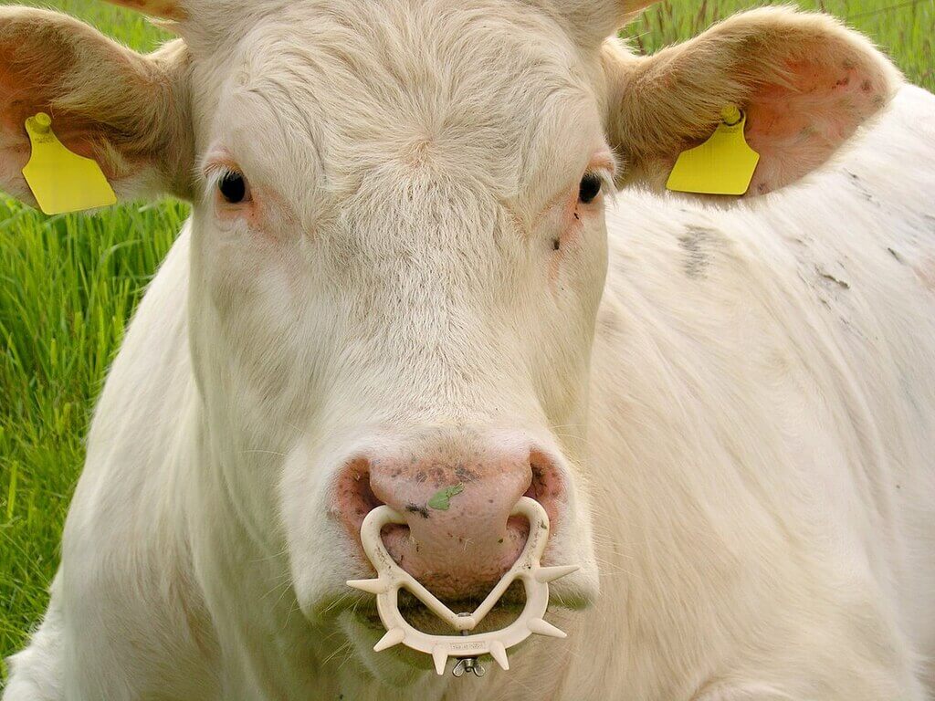 Rubber Nose Rings For Cows