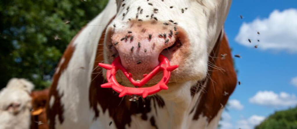 Studded Cow Nose Rings