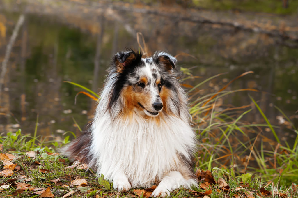 Australian Shepherd Dog breed