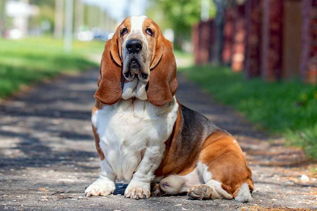Bassett Hound dog breed