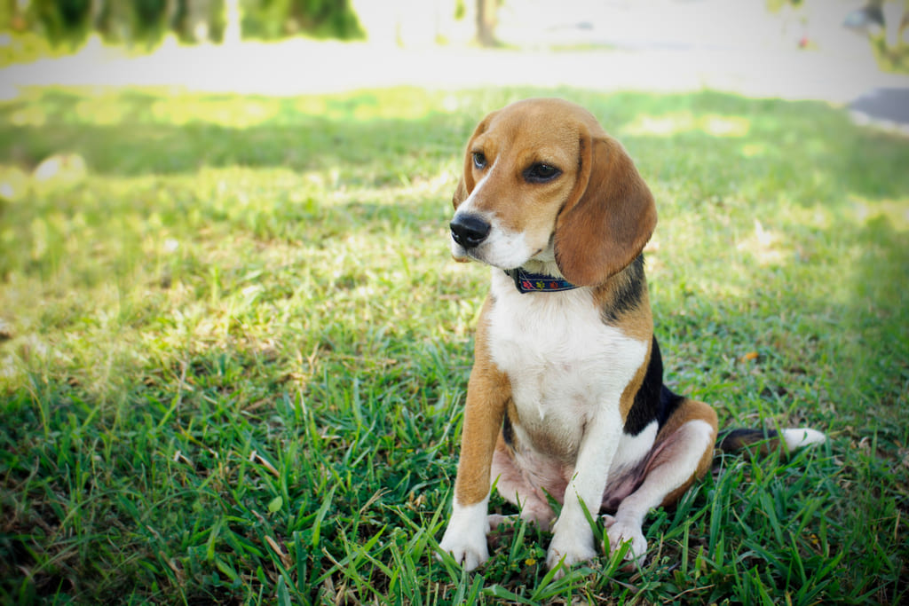 Beagle dog breed