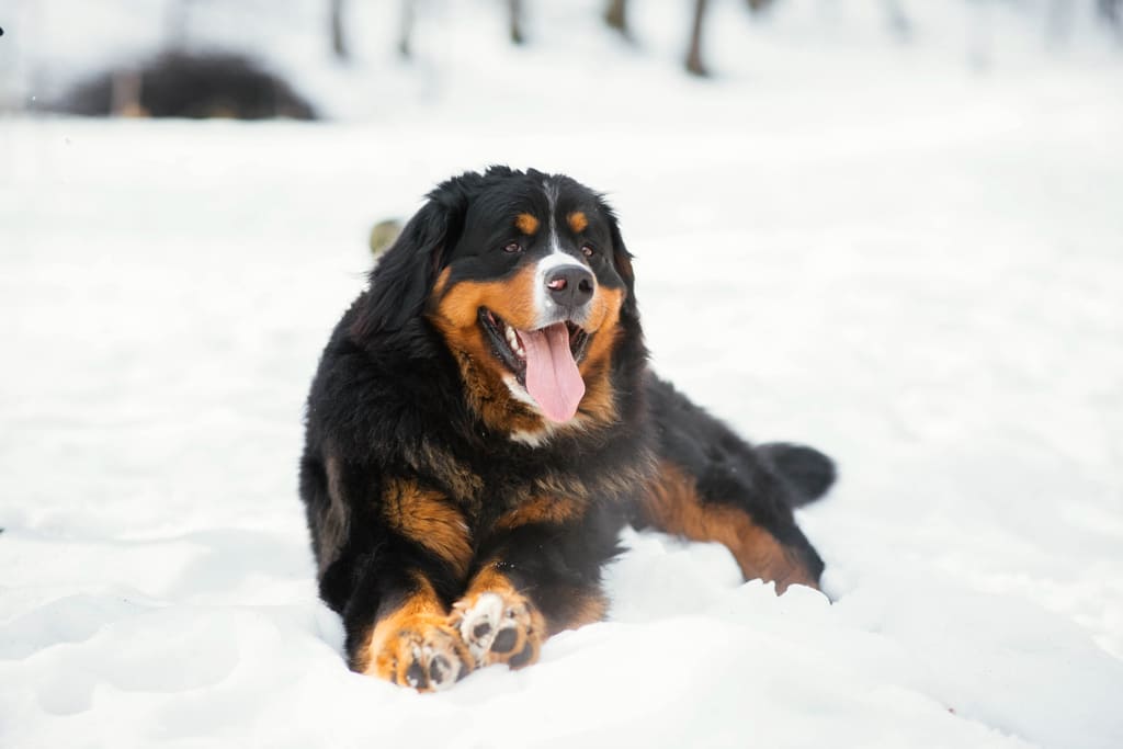 Bernese Mountain Dog breed