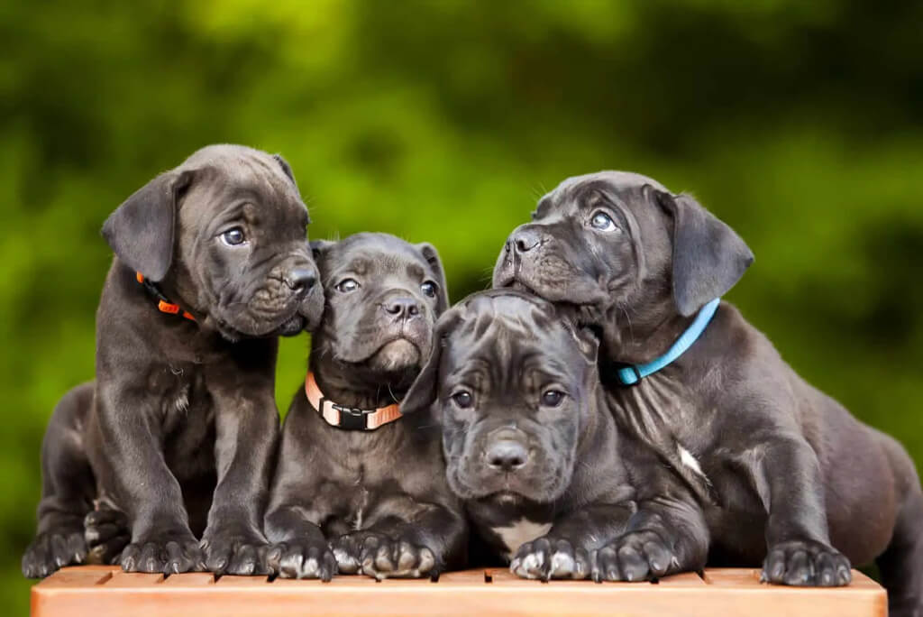 Cane Corso Breeders ($1200-3800+)