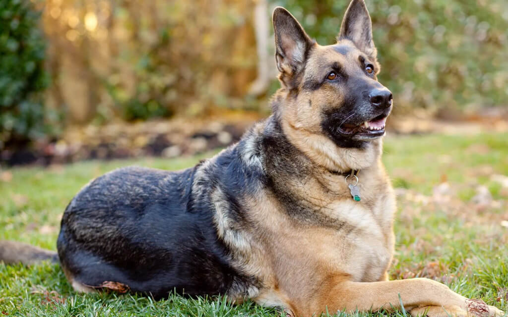 characterstics and temperament of german shepherd
