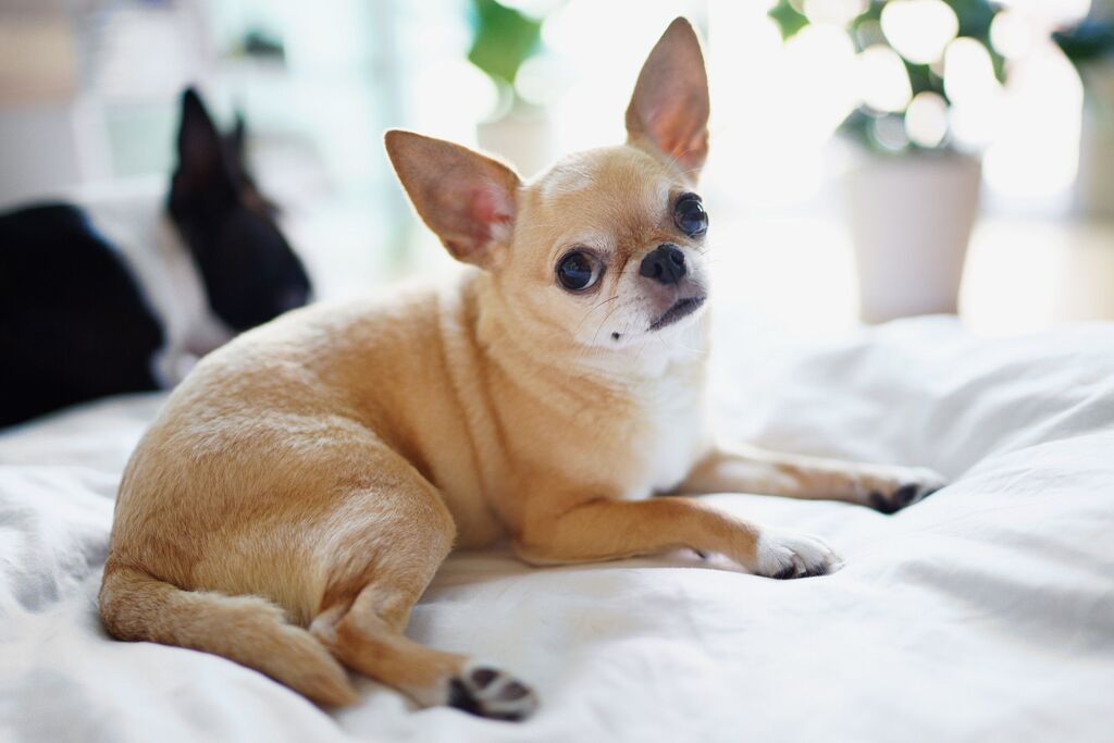 The Chihuahua