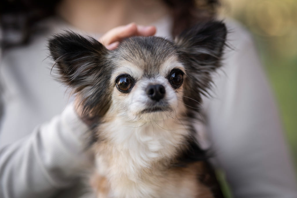 Chihuahua dog breed
