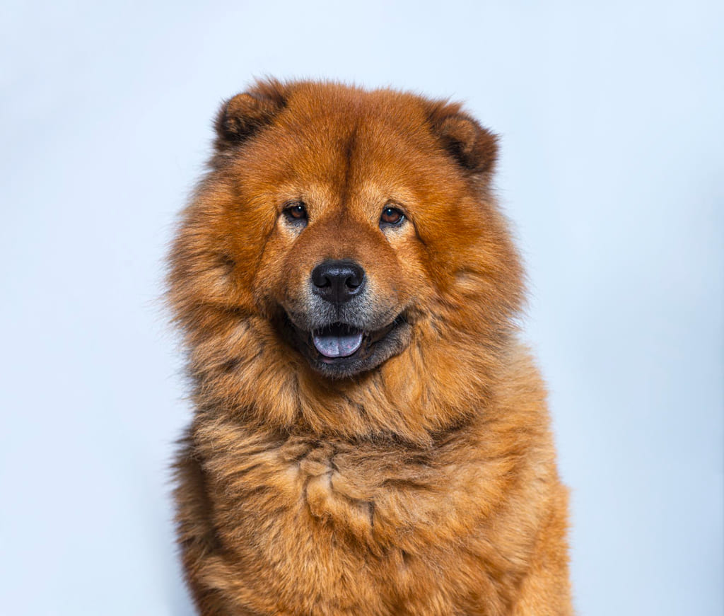 Chow Chow dog breed