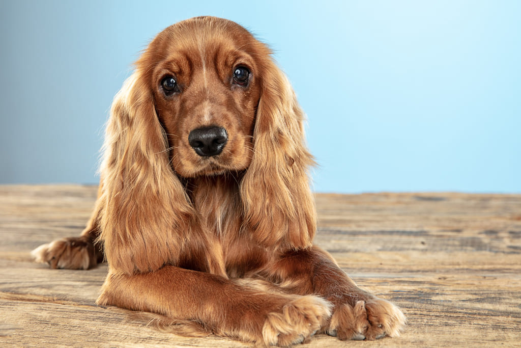 Cocker Spaniel dog breed
