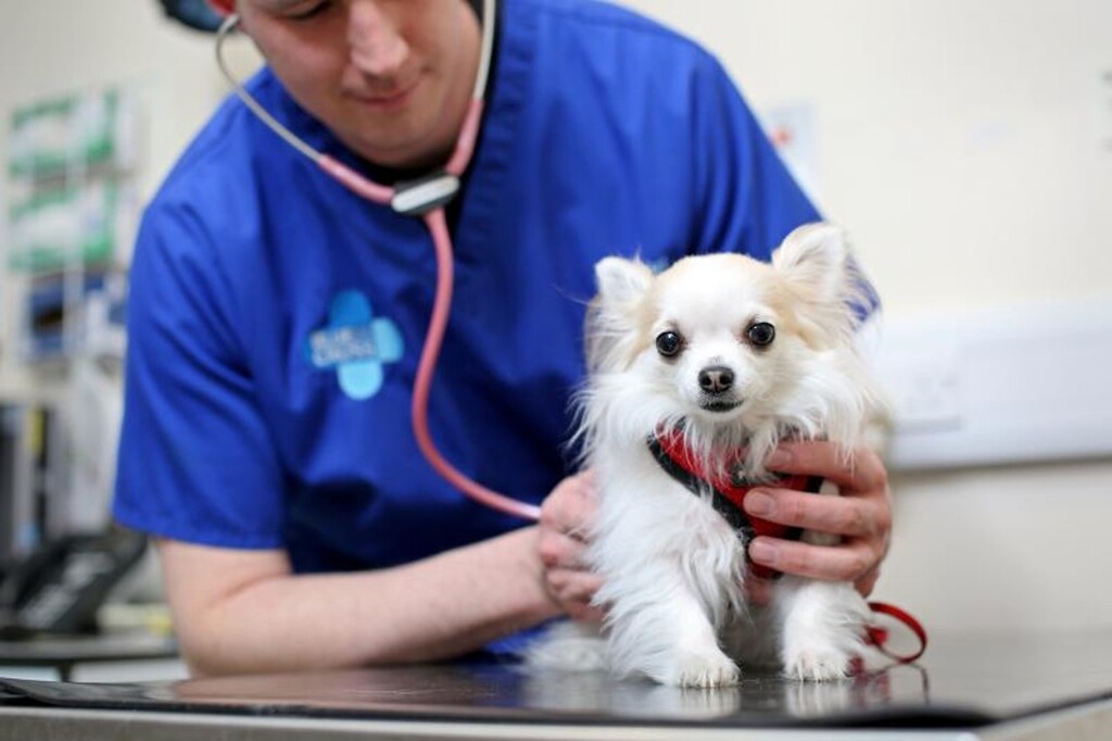 Bloating probem in pet