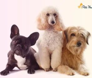 Cutest Dog Breeds