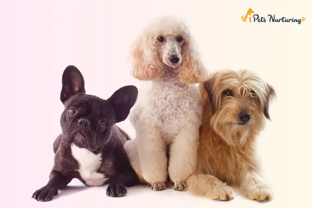 Cutest Dog Breeds