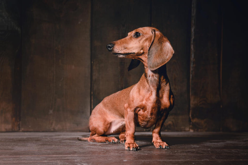 Dachshund dog breed