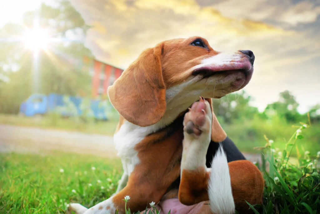 Diagonsing Dog allergies