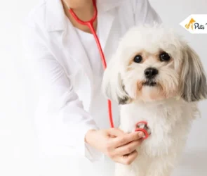 Dog Allergies