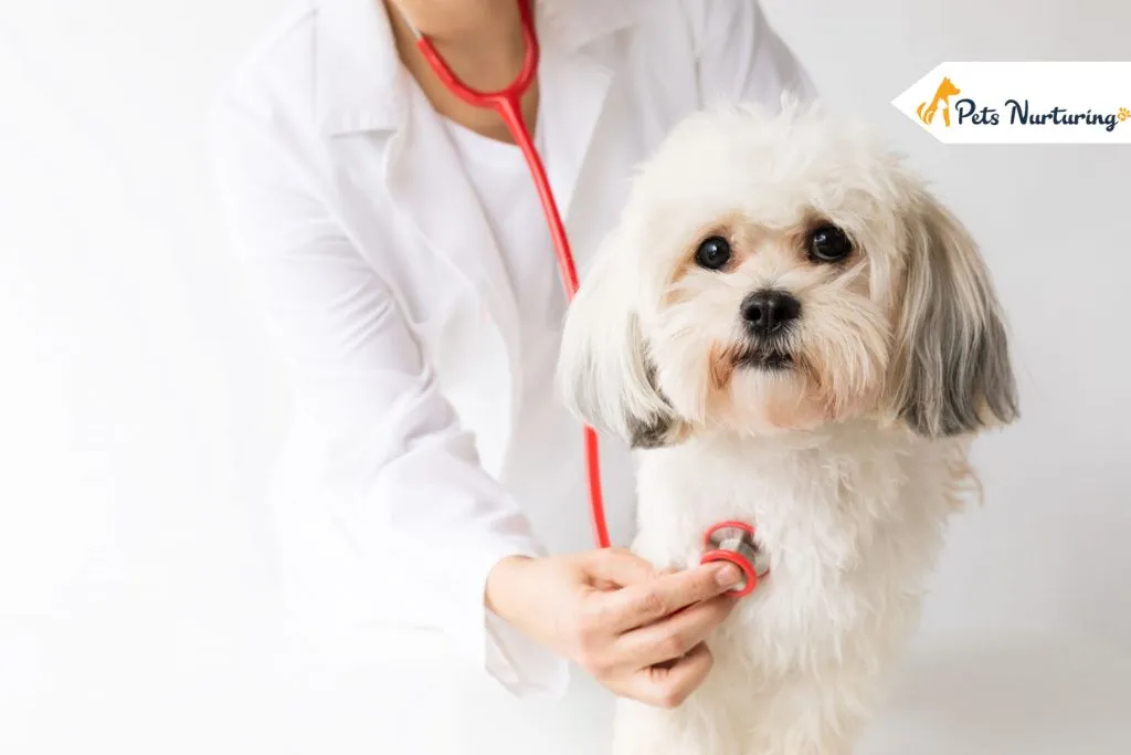 Dog Allergies