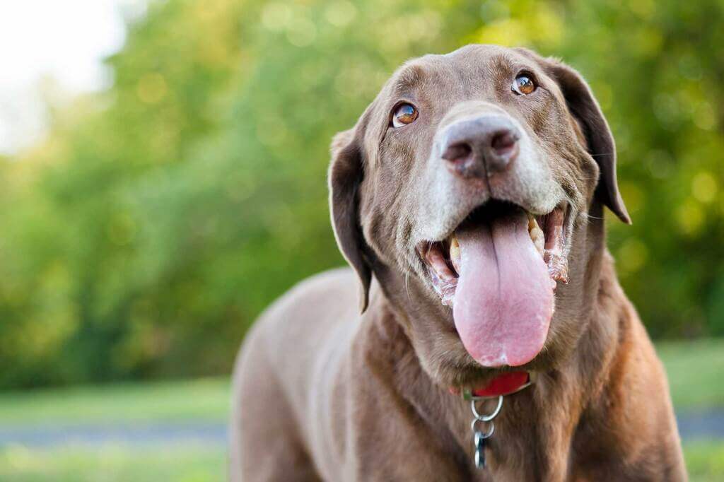 When Should I Get Concerned About the Heavy Breathing of My Dog?