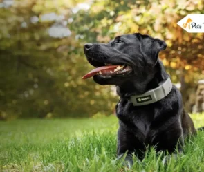 Dog GPS Collars