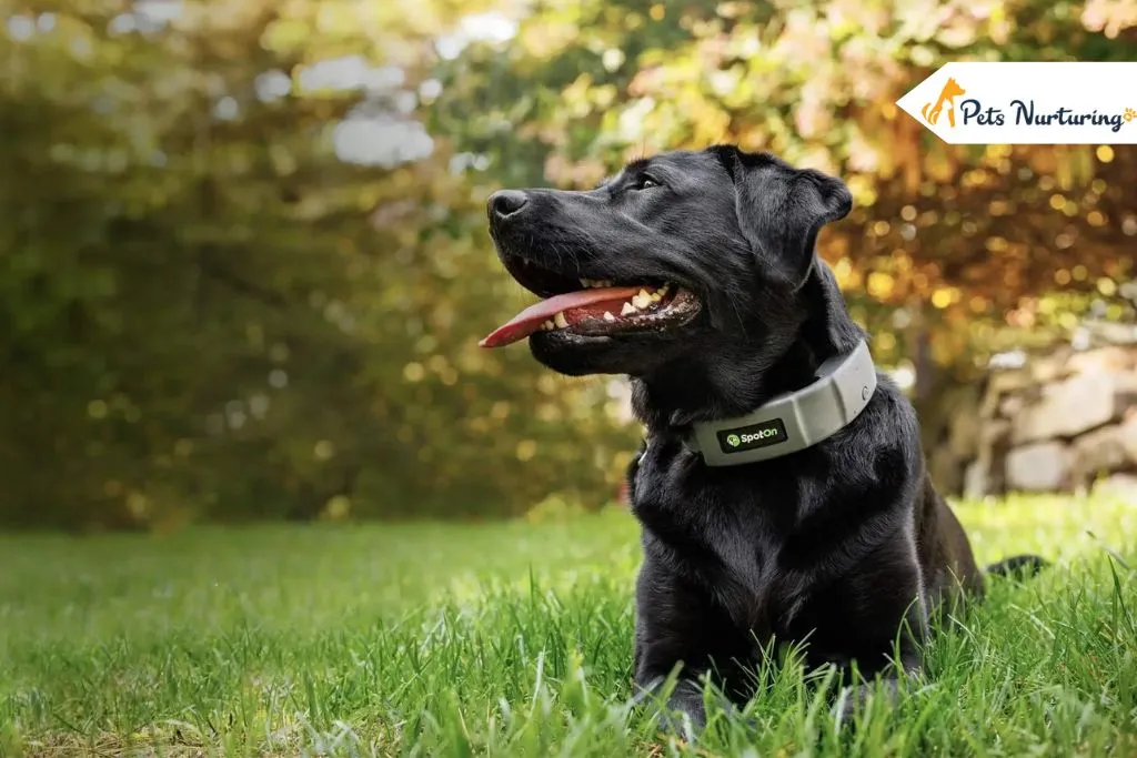 Dog GPS Collars
