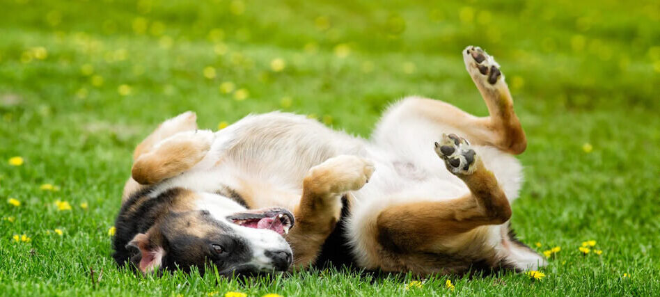 Signs of Dog Allergies